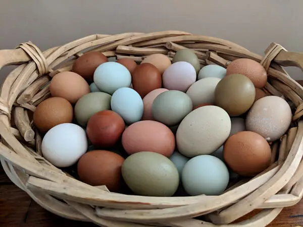 03 14 18 Egg Basket Orig