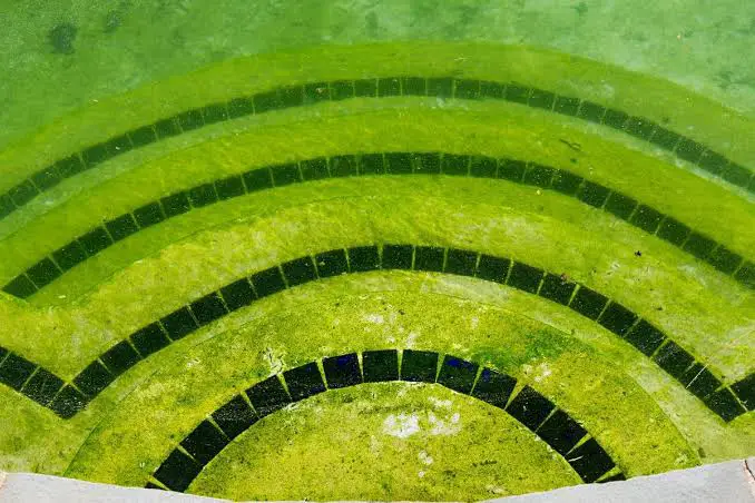 Comment se débarrasser des algues moutarde dans une piscine
