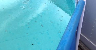 Comment se débarrasser des punaises d eau dans votre piscine
