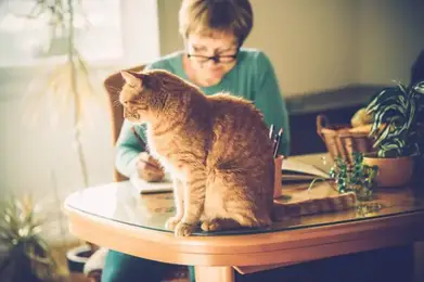 Comment Peindre Les Poils De Chat Bricoleurs