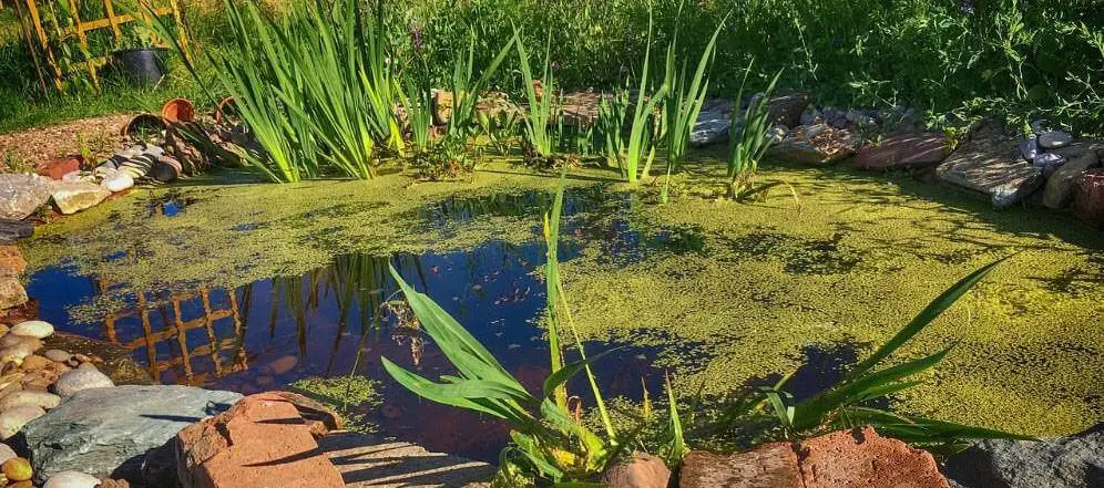 Les étangs immobiles sont de parfaits lieux de reproduction des moustiques