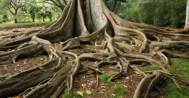 arbre avec racines peu profondes