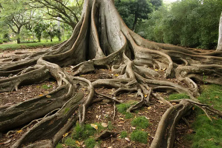arbre avec racines peu profondes