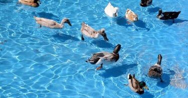 Comment éloigner les oiseaux et les canards de votre piscine