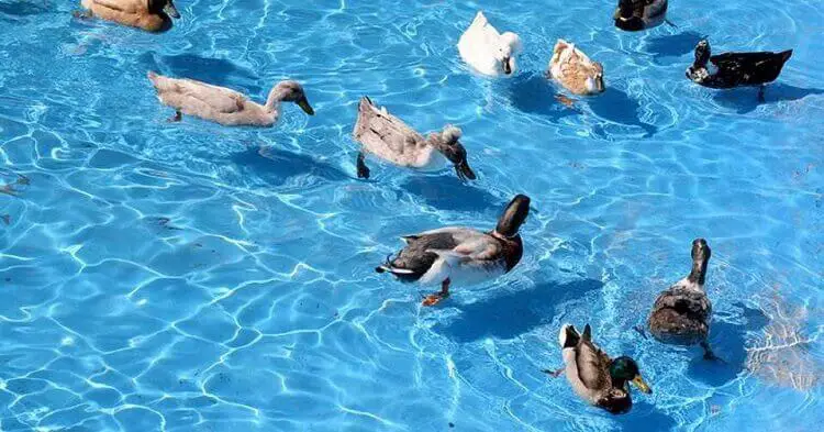 Comment éloigner les oiseaux et les canards de votre piscine