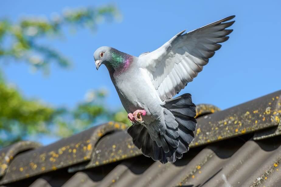 pieger attraper pigeon