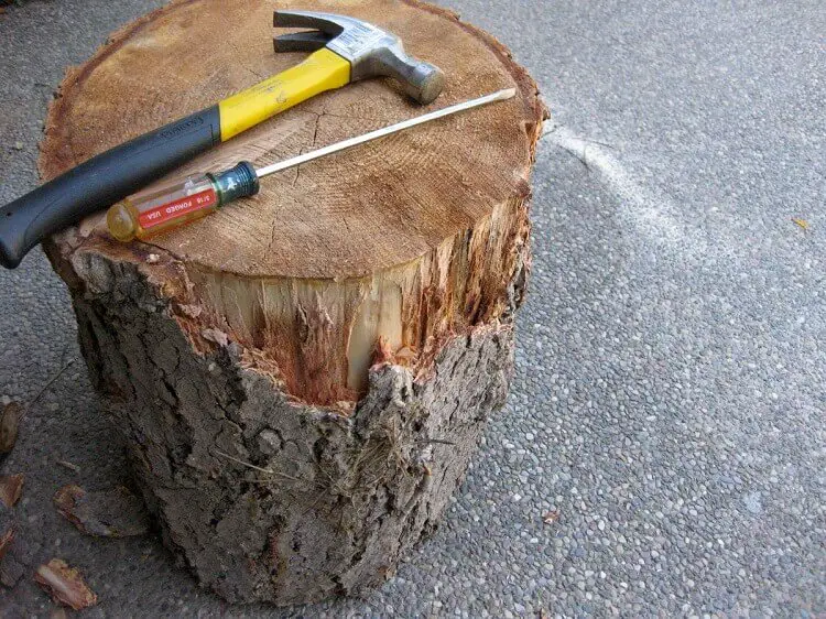 Comment conserver un tronc d arbre