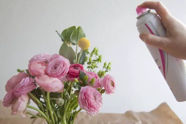 Comment faire sécher une rose avec de la laque