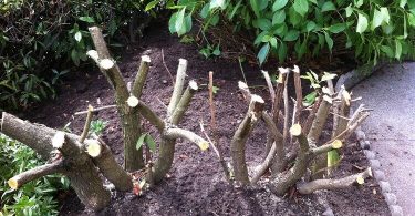 comment détruire des racines d arbustes