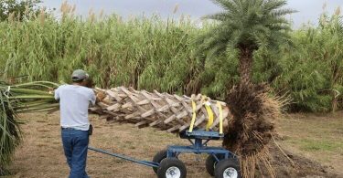 Comment deraciner un palmier pour le replanter