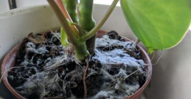 Comment eliminer la moisissure sur les plantes interieur