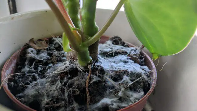Comment eliminer la moisissure sur les plantes interieur