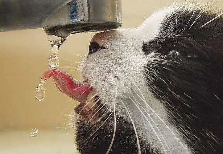 Comment encourager votre chat a boire de l eau