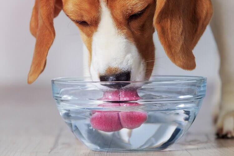 Comment encourager votre chien a boire de l eau