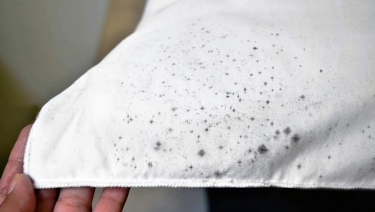 Comment enlever des taches de moisissure sur du tissu