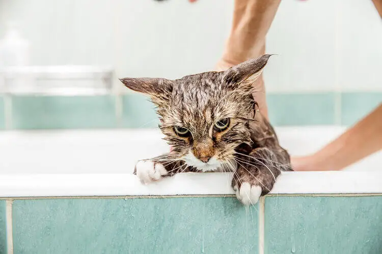 Comment laver un chat 1