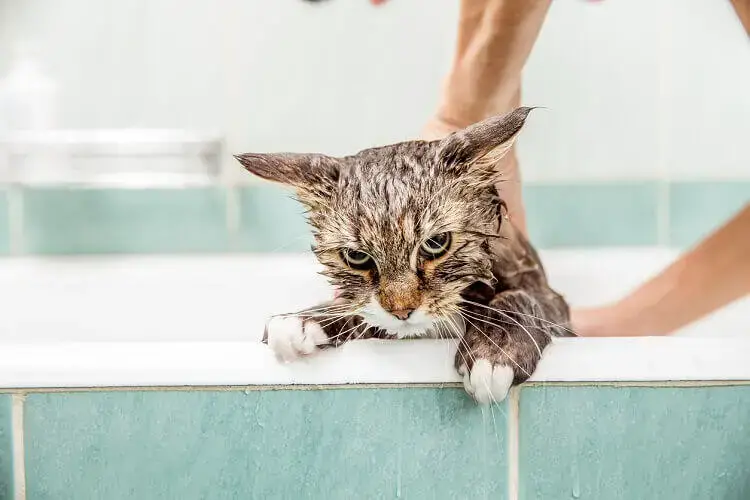 Comment Laver Un Chat Brossage Toilettage Bain Bricoleurs