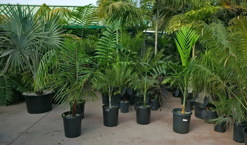 Combien de sortes de palmiers
