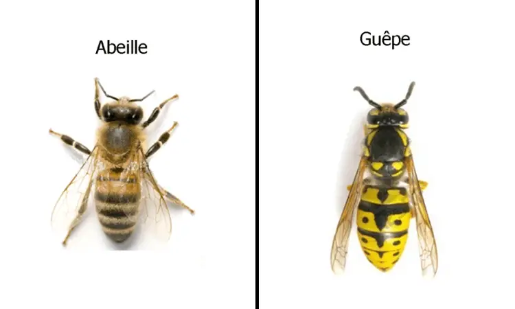 Difference entre abeilles et guepes