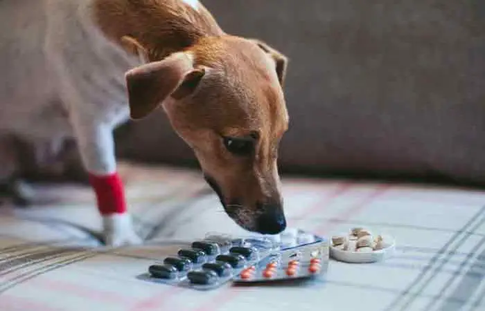Peut on donner de l ibuprofene a un chien