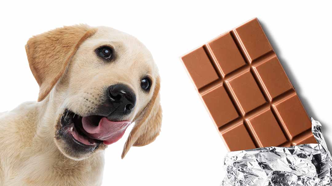 Peut on donner du chocolat a un chien