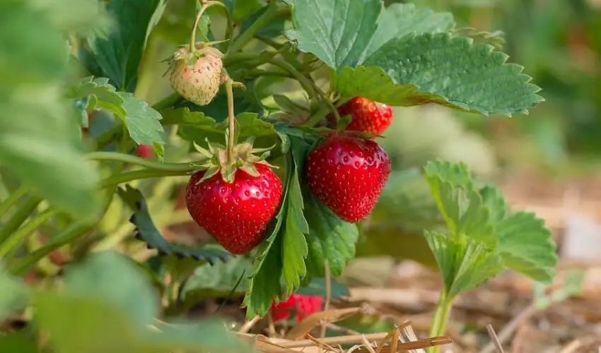 A quelle distance planter les fraisiers