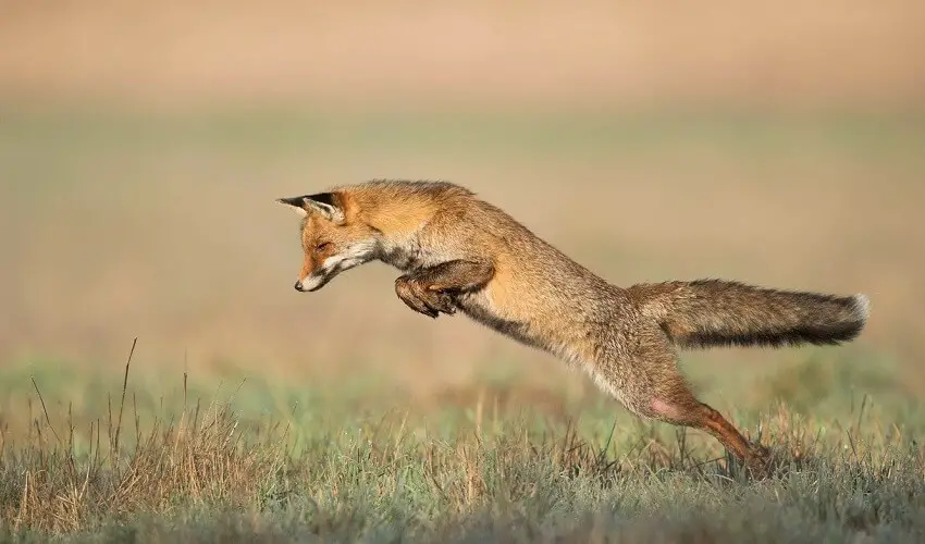 A quelle hauteur peut sauter un renard