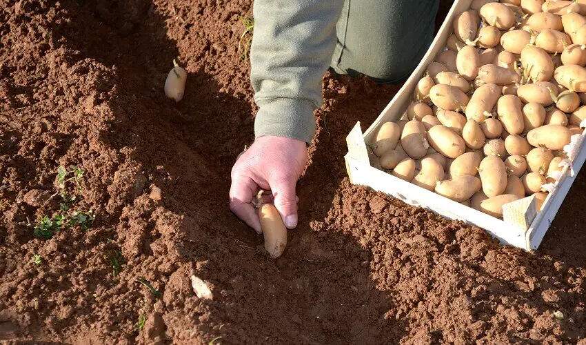 A quelle profondeur planter les pommes de terre