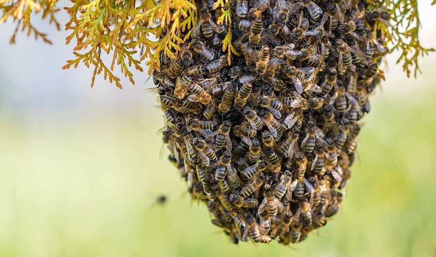 Combien d abeilles dans un essaim