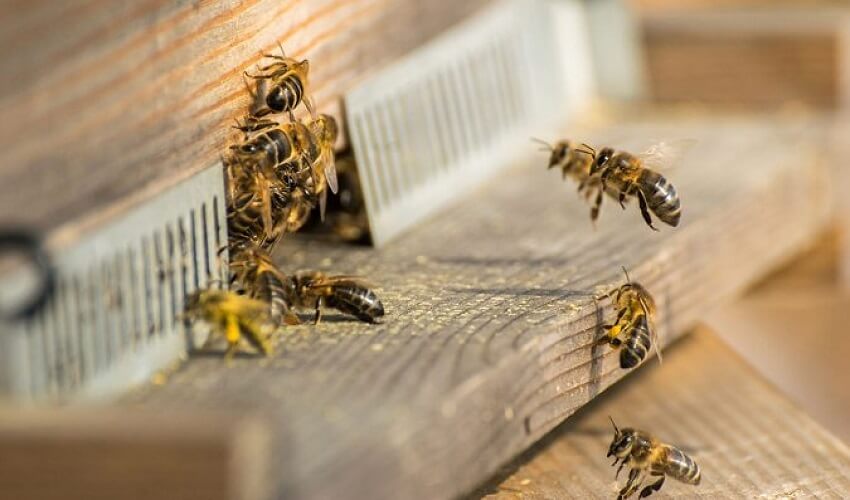 Combien d abeilles dans une ruche