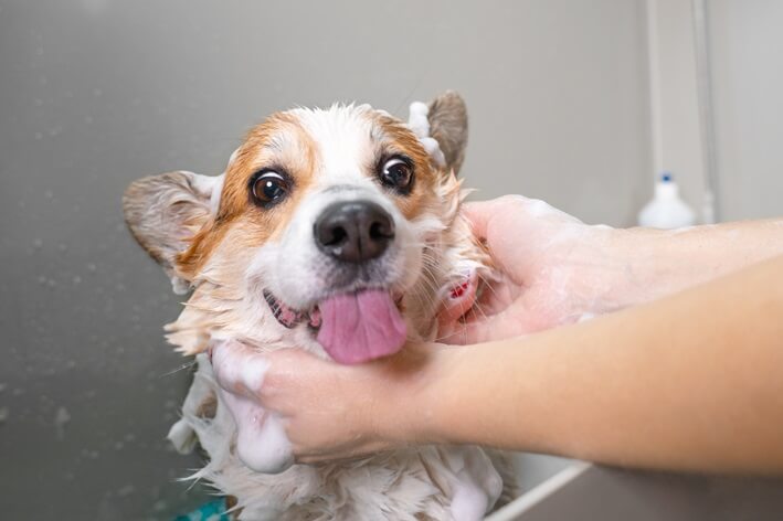 Combien de fois peut on laver un chien