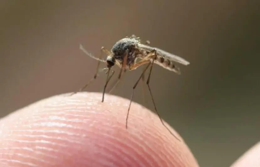 Combien de fois un moustique peut piquer