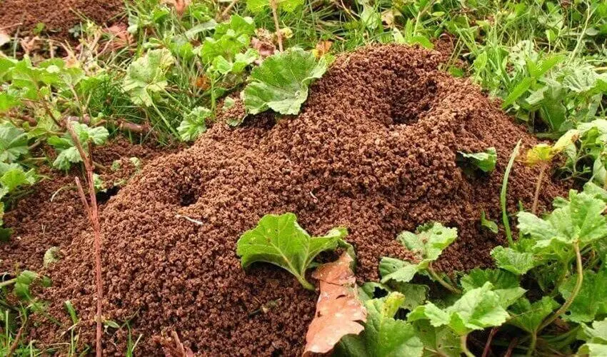 Combien de fourmis dans une fourmiliere