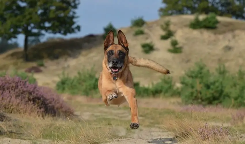 Combien de km peut courir un chien