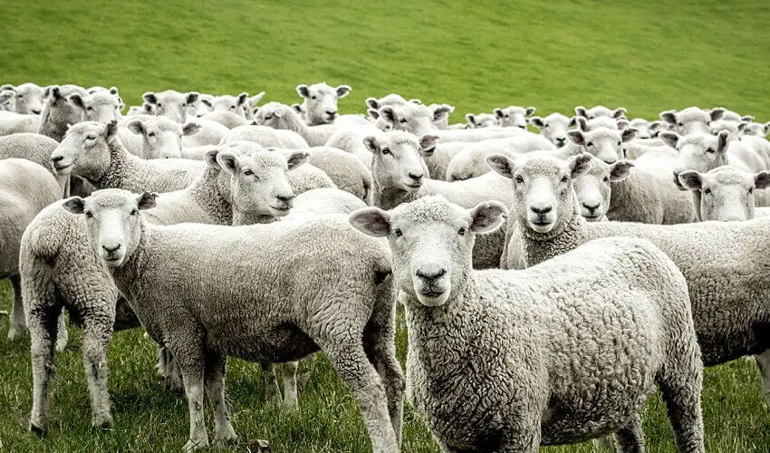 Combien de moutons par hectare