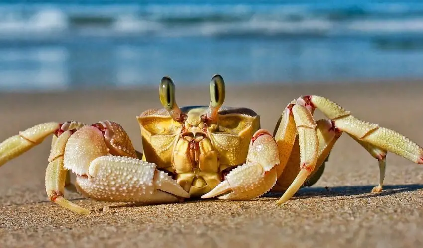 Combien de pattes a un crabe