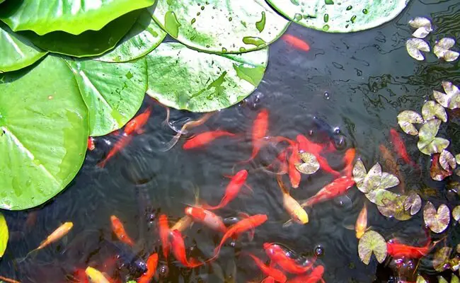 Combien de poissons rouges dans un bassin