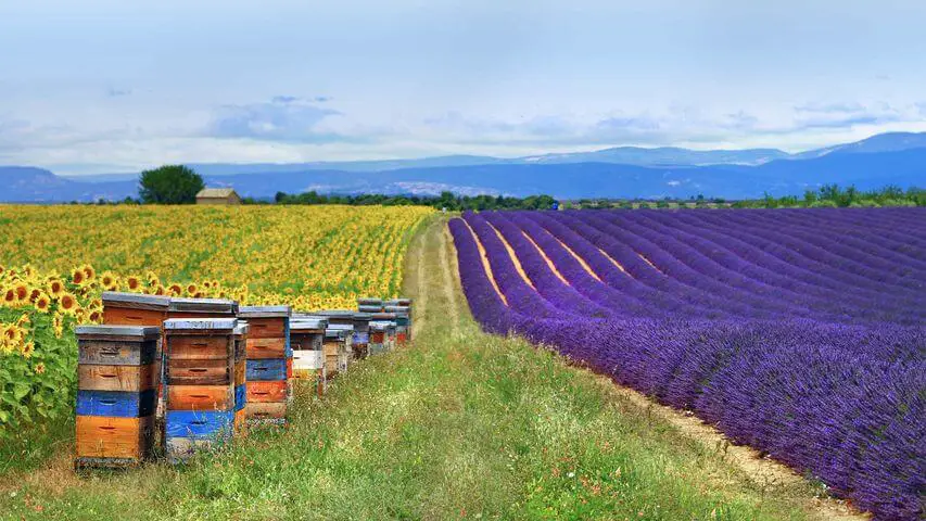 Combien de ruche par hectare