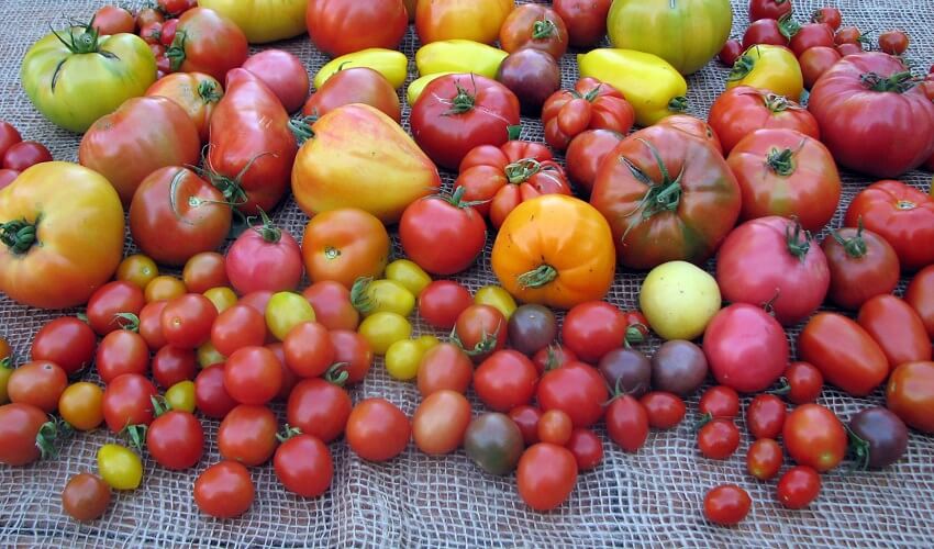 Combien de sorte de tomate