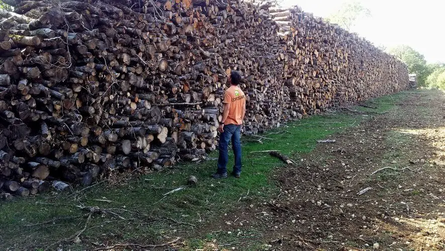 Combien de steres de bois dans un hectare