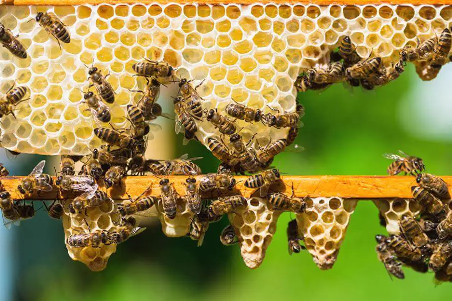 Combien de temps mettent les abeilles pour construire un cadre
