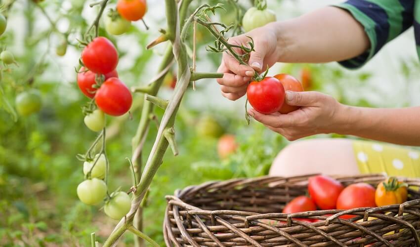 Combien de temps pour recolter des tomates