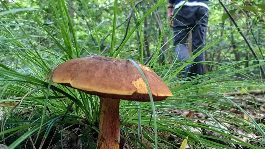 Combien de temps pousse les champignons apres la pluie