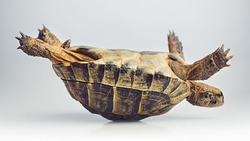 Combien de temps une tortue peut rester sur le dos
