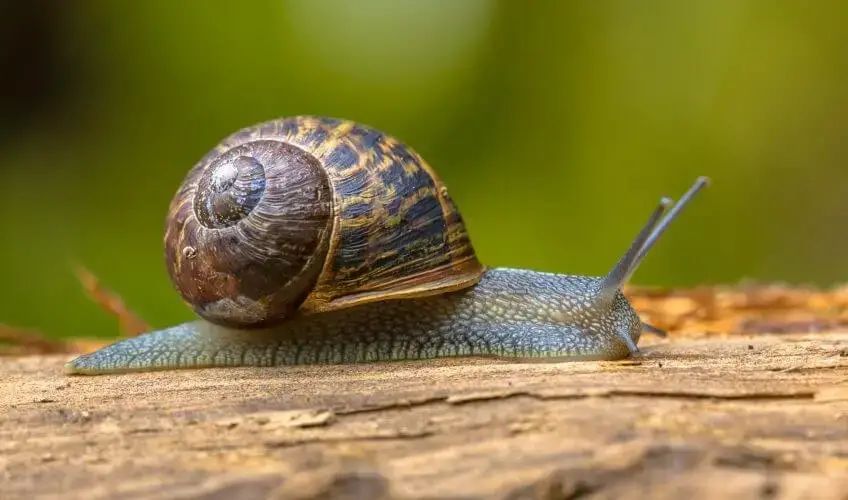 Combien De Temps Vit Un Escargot Bricoleurs