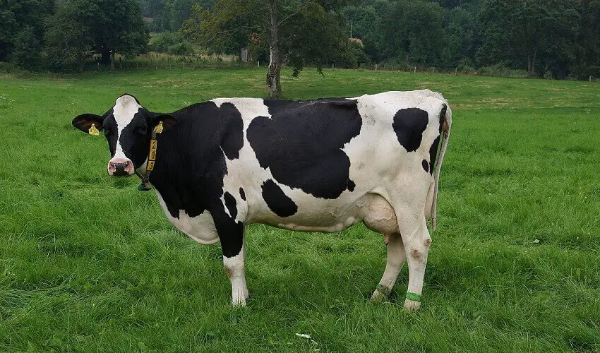 Combien pese une vache