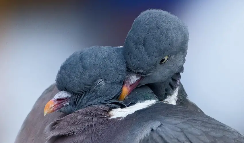 Comment reconnaitre un pigeon male ou femelle