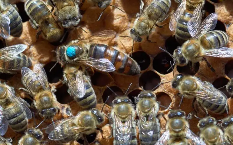 Comment savoir si la reine est dans la ruche