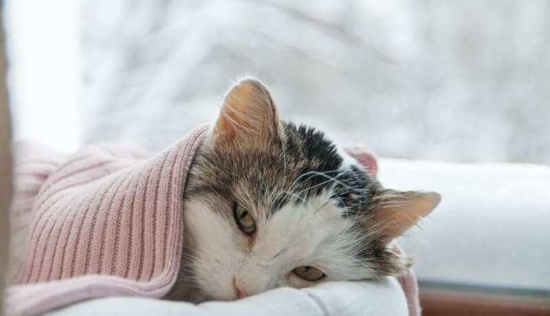Comment savoir si un chat a froid