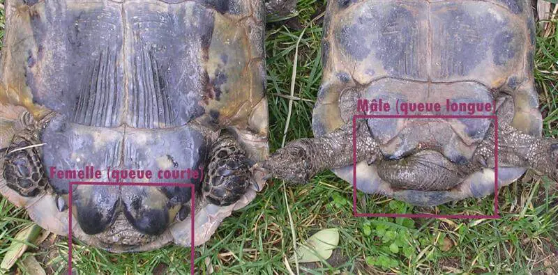 Comment savoir si une tortue est male ou femelle